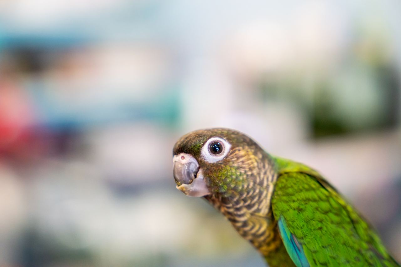 parrot 2