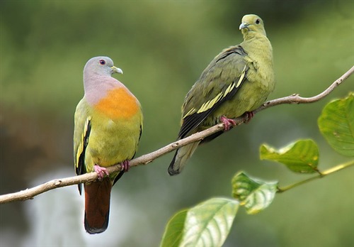 Pink necked Green Pigeon