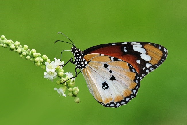 Plain Tiger