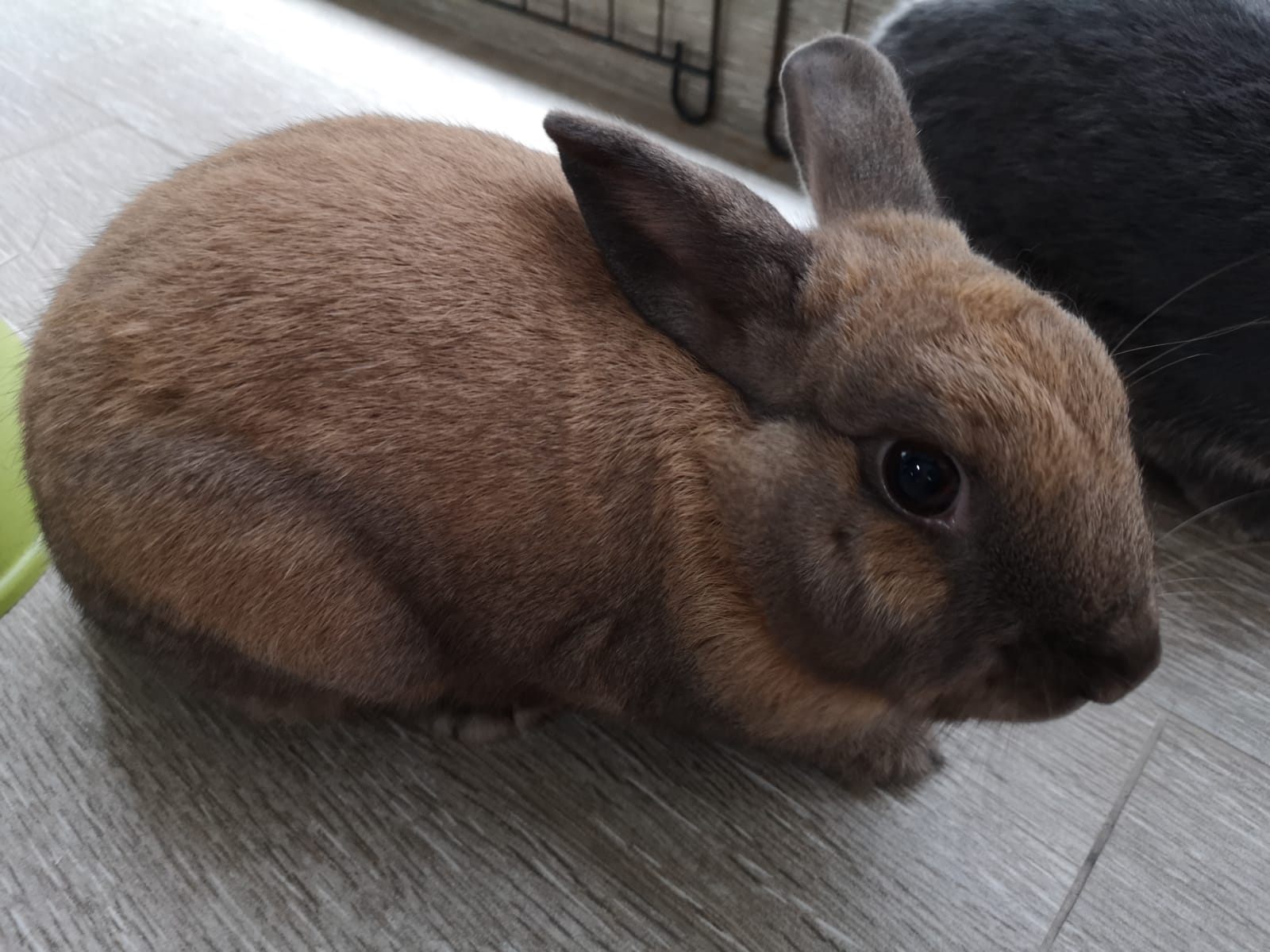 Rabbit (Nolla)_ZiYang