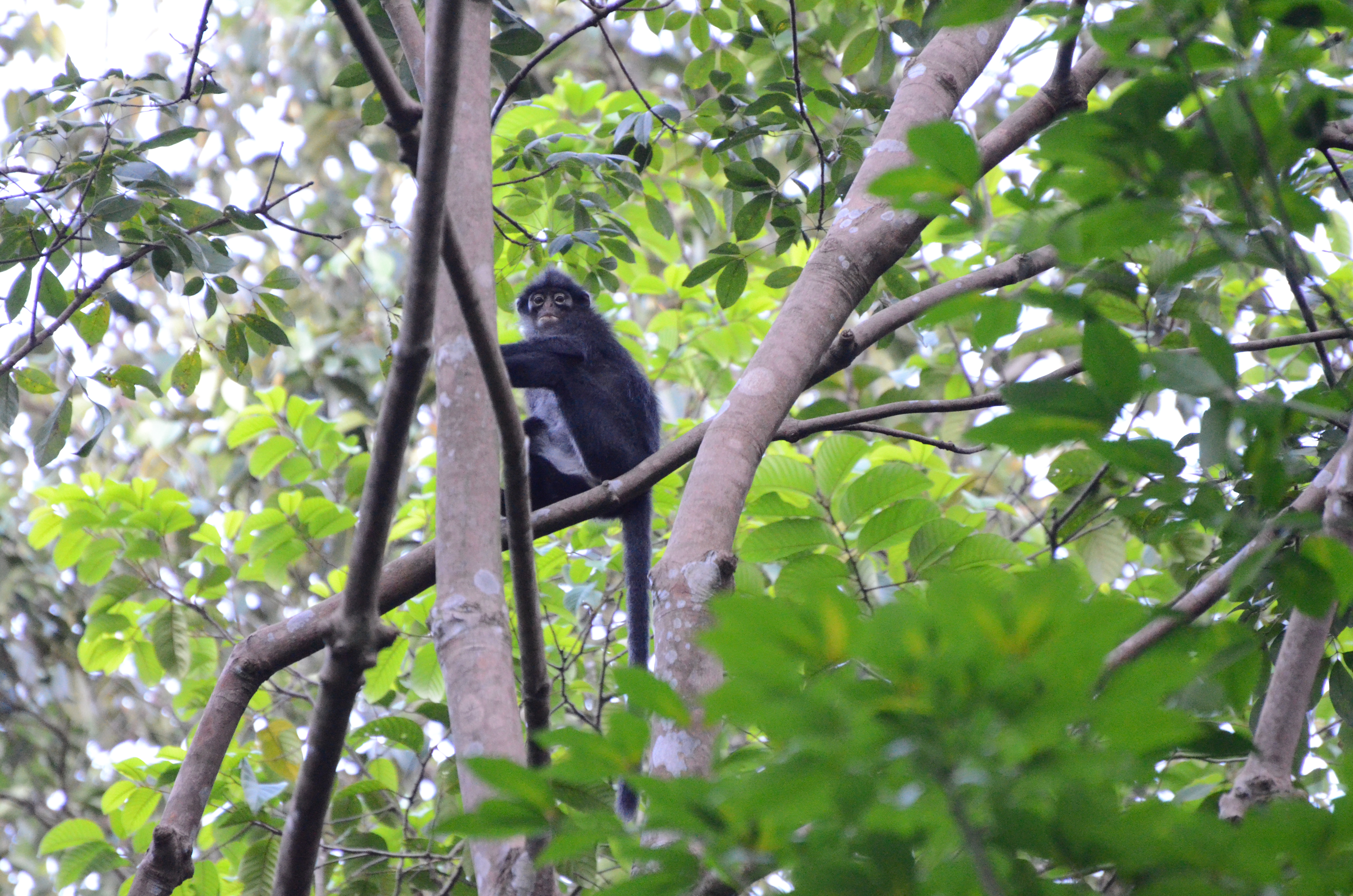 Raffles Banded Langur