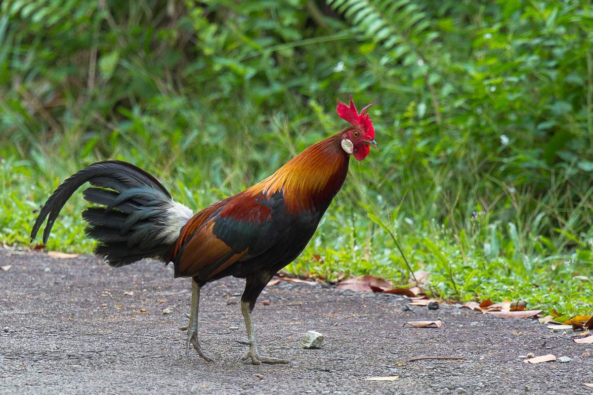 Red Junglefowl