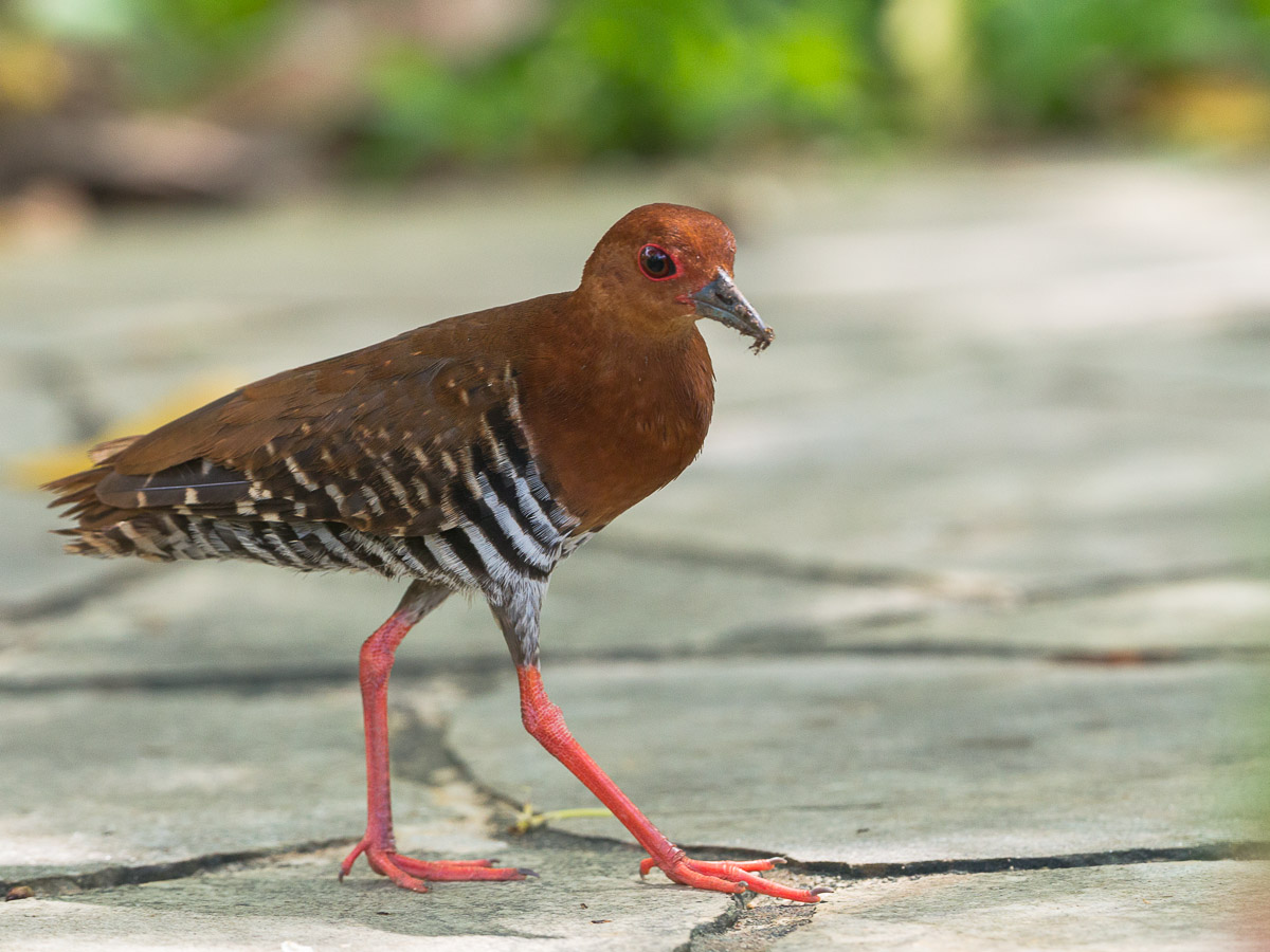 Red-legged Crake