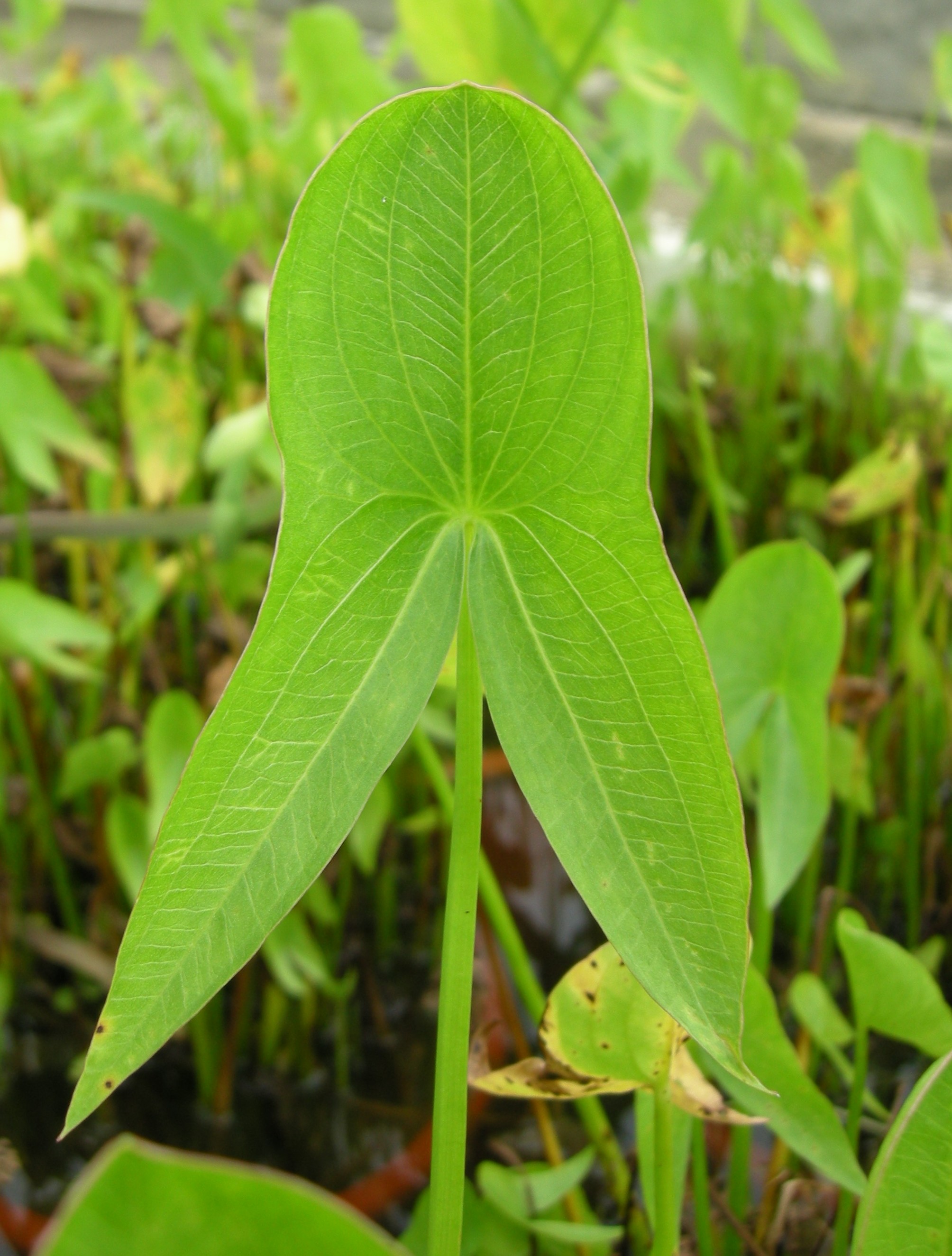 Sagittaria latifolia_Charis Chiang