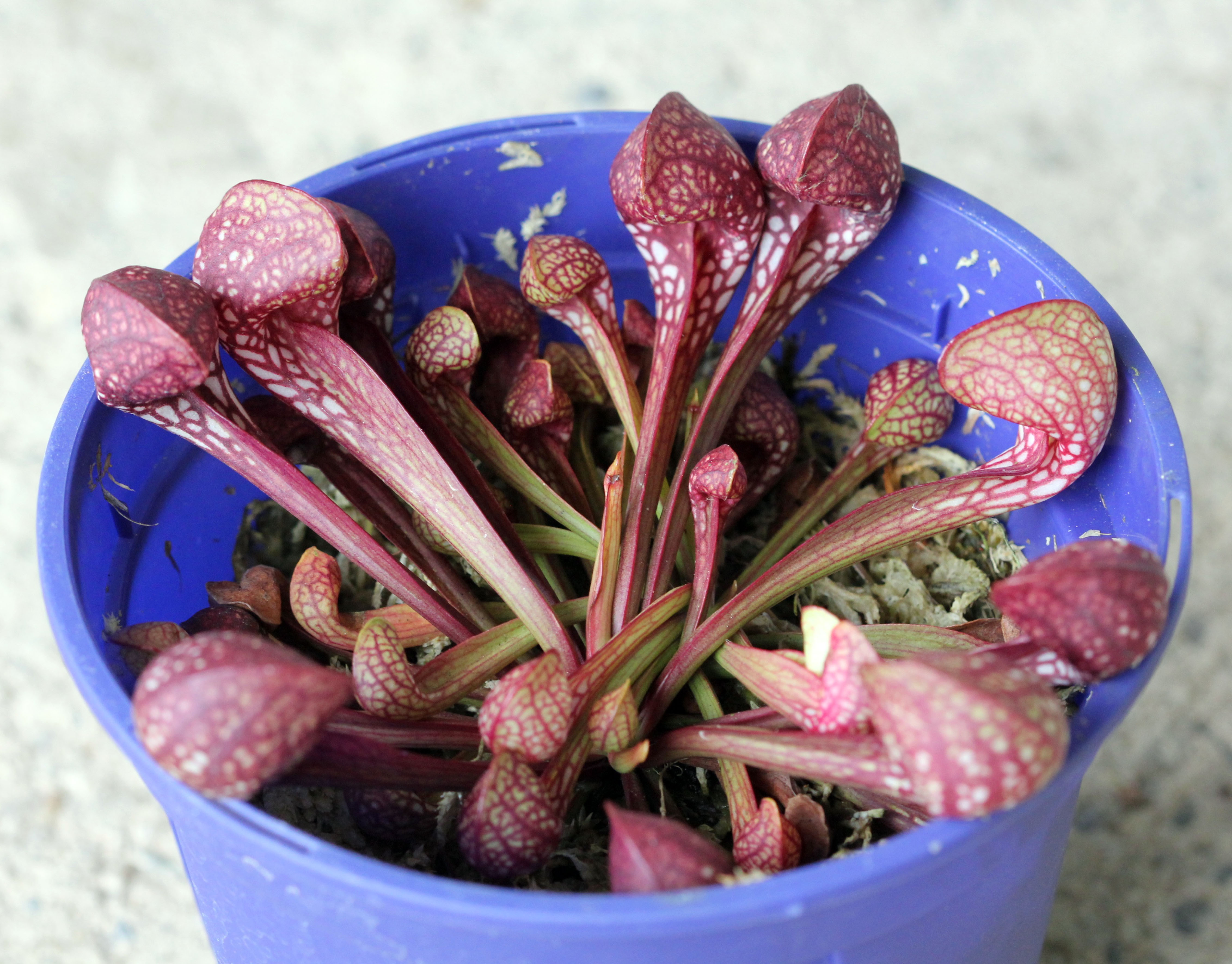 Sarracenia psittacina