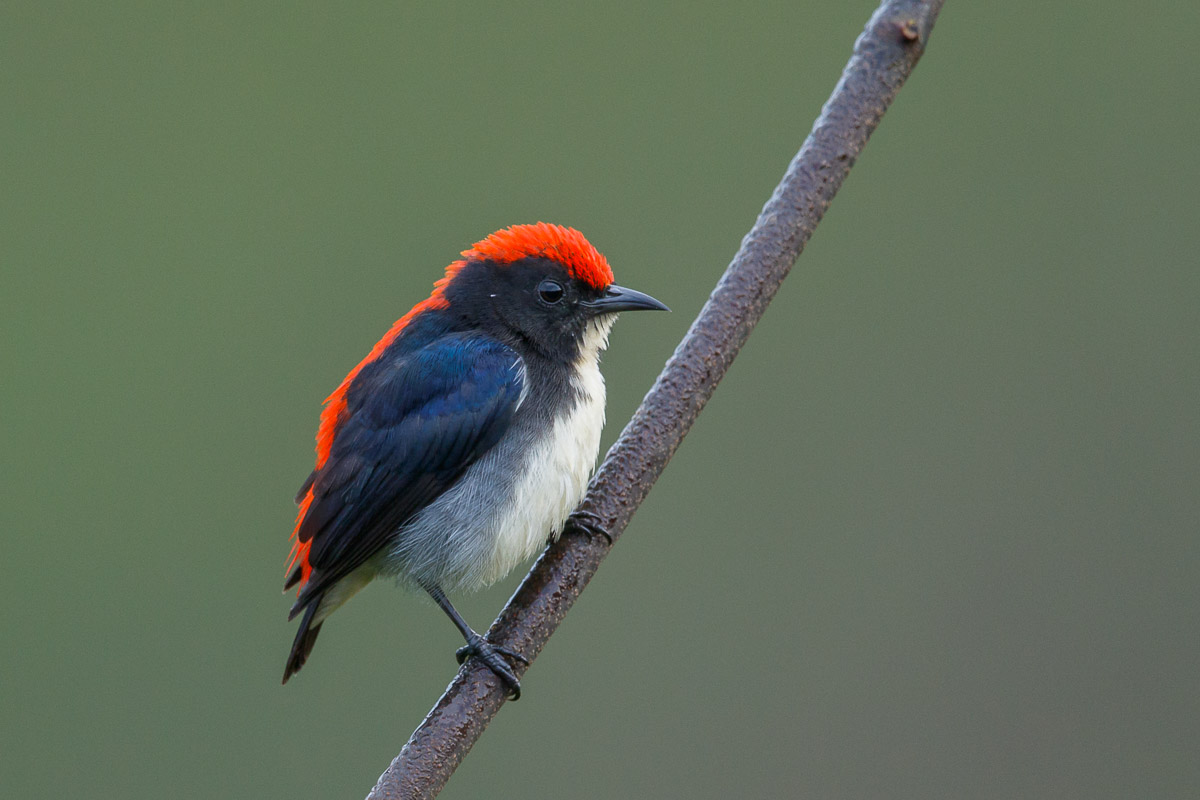 Scarlet-backed Flowerpecker
