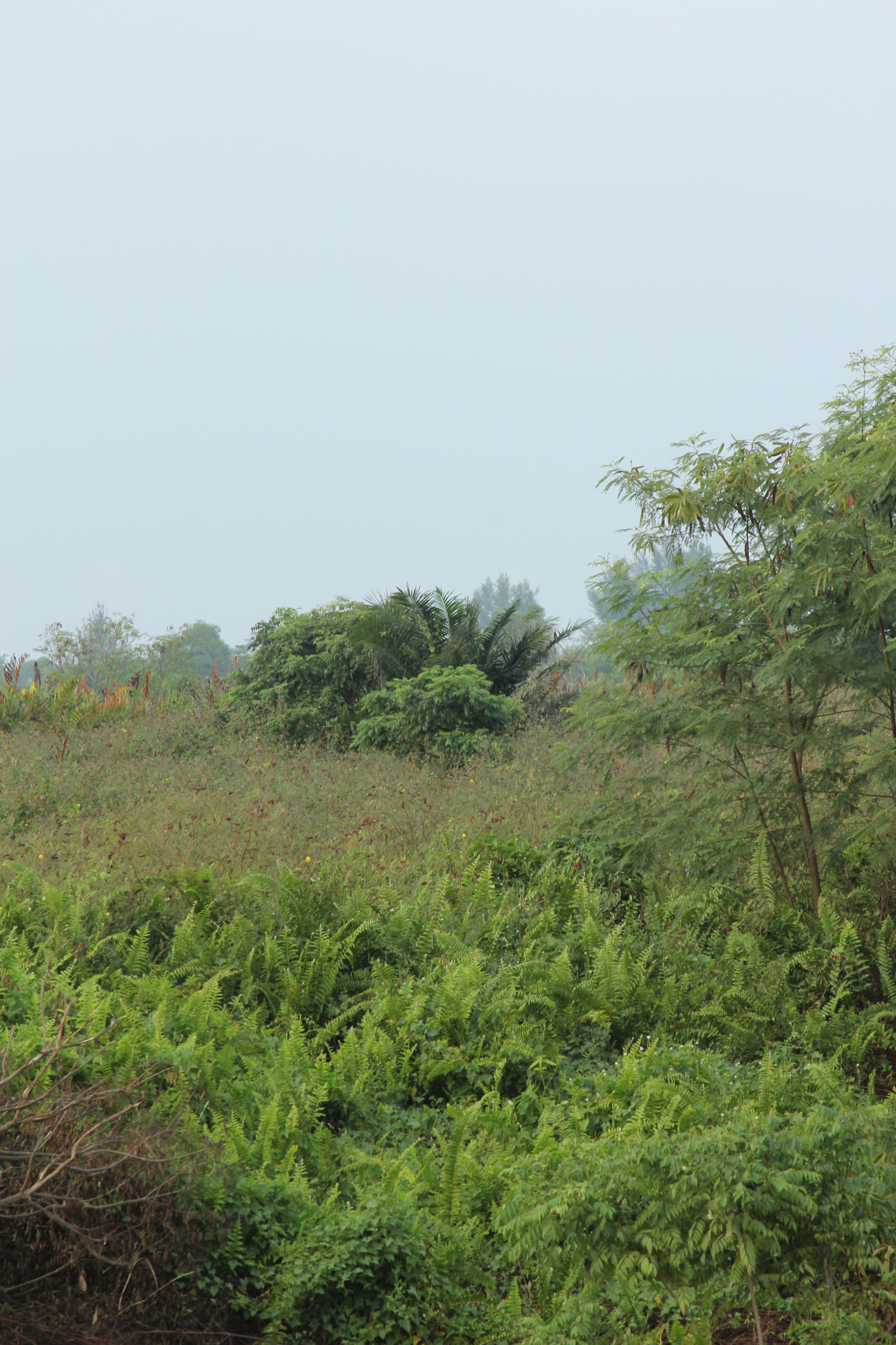 Scrublands_Semakau Island