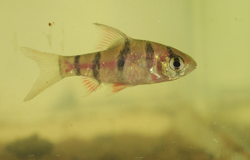 Six-banded Tiger Barb (Systomus hexazona)