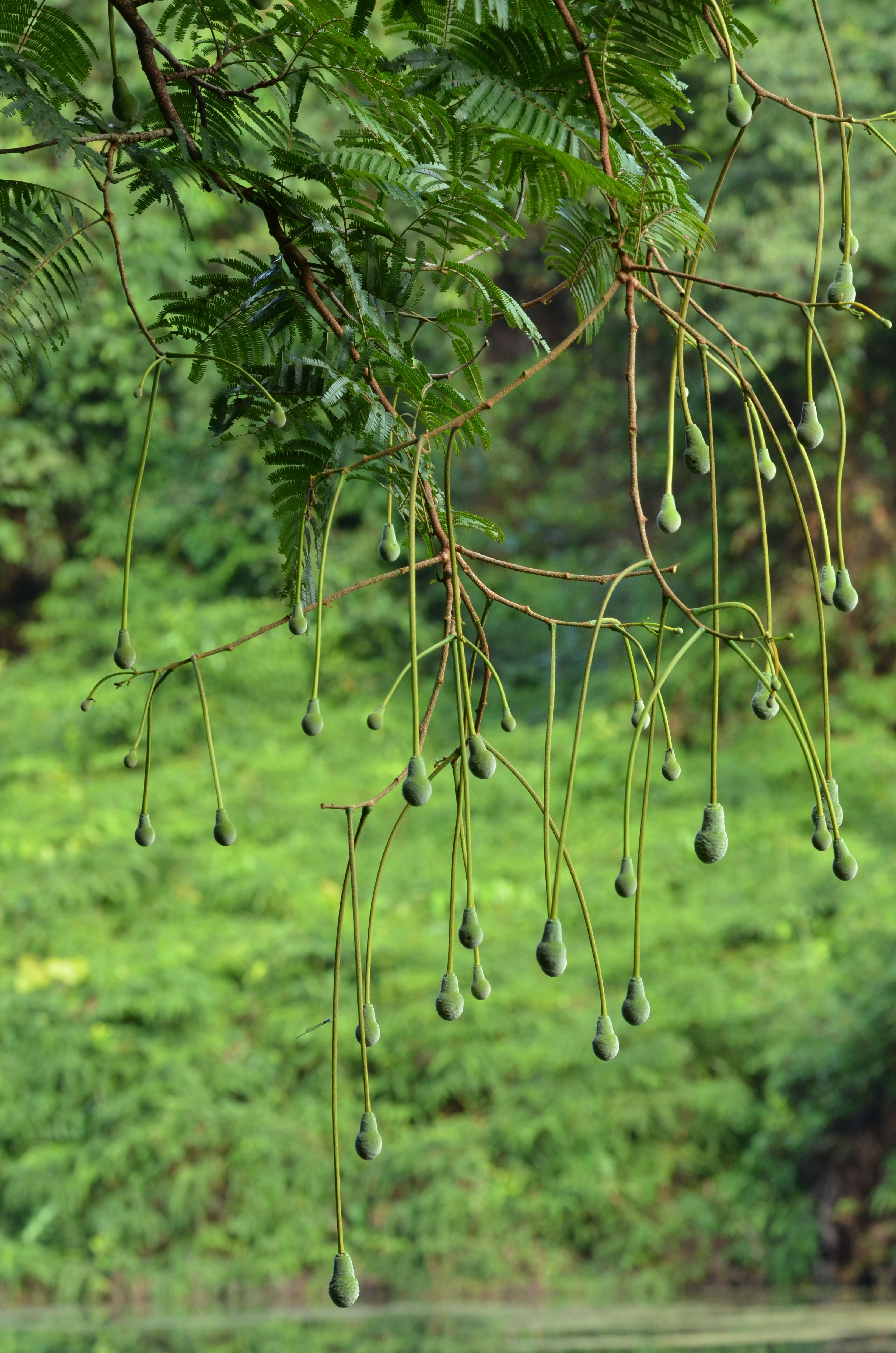 Petai flowers