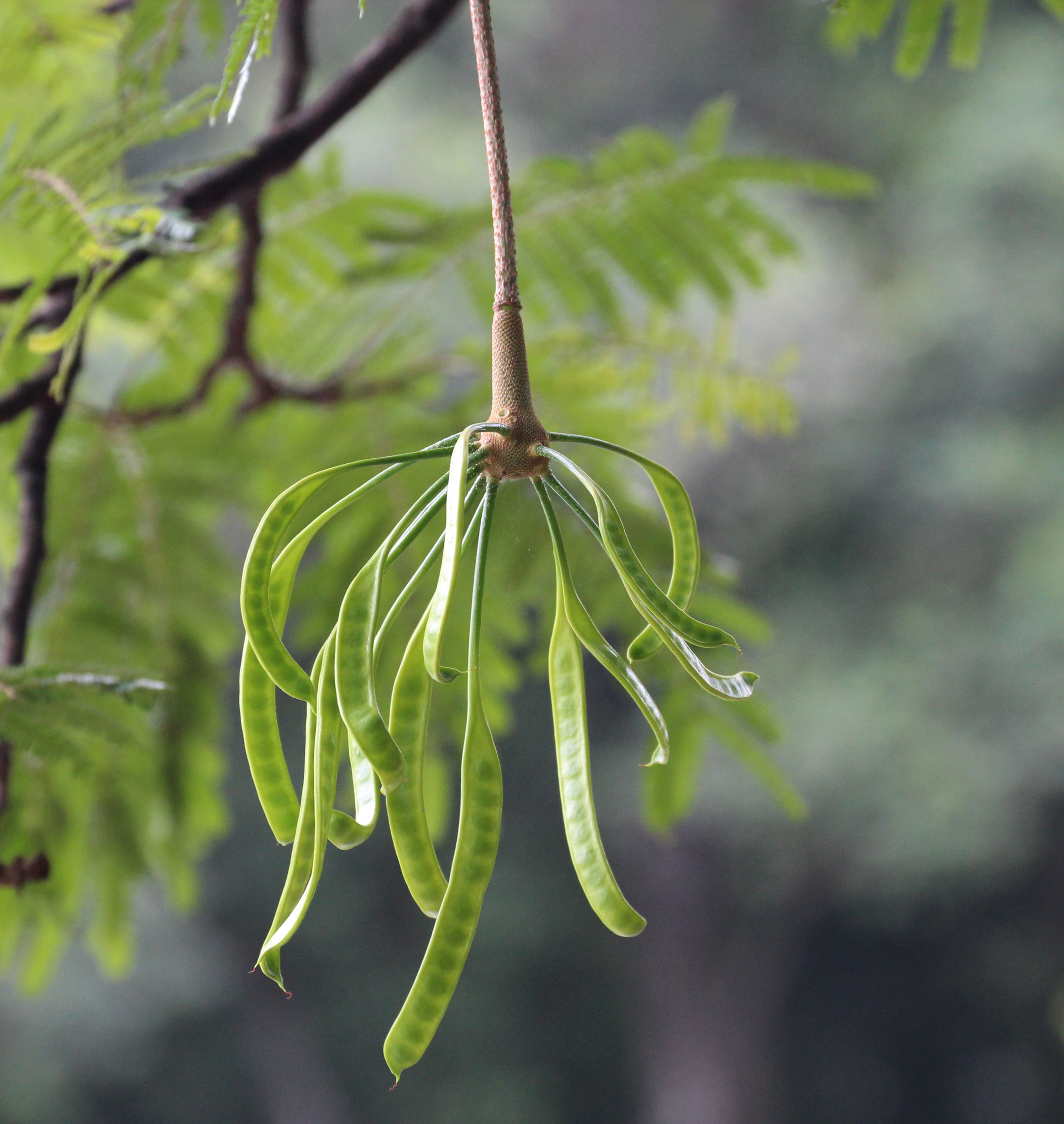 Petai pods