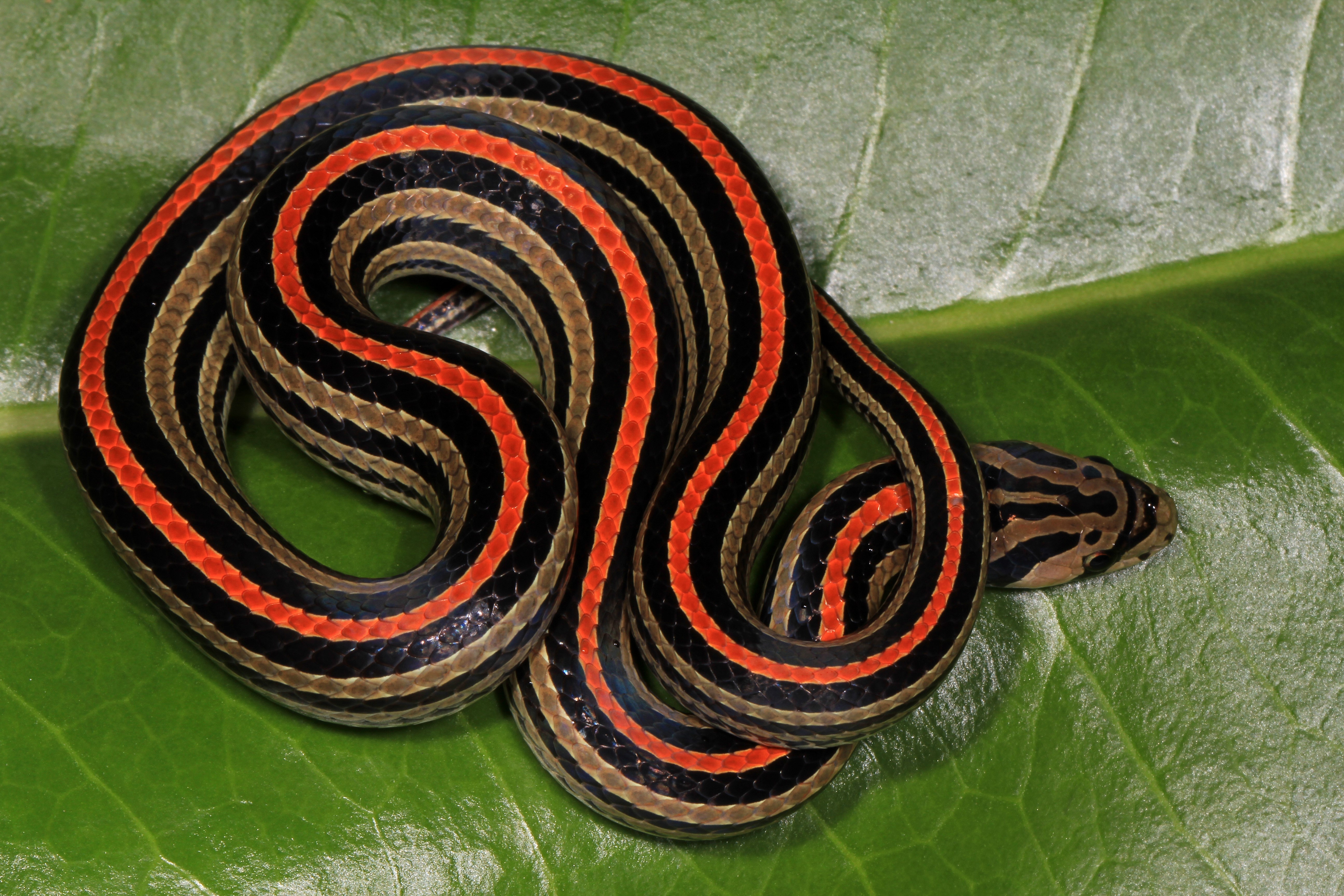 Striped Kukri Snake - Noel Thomas
