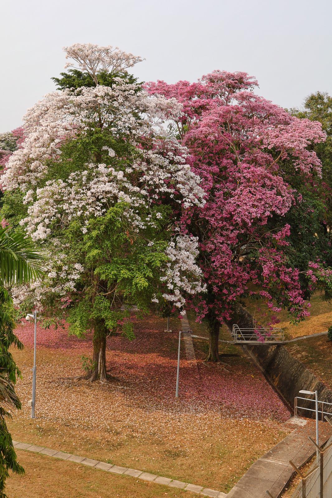 Tabebuia_rosea_Chan_Chun_Leong2