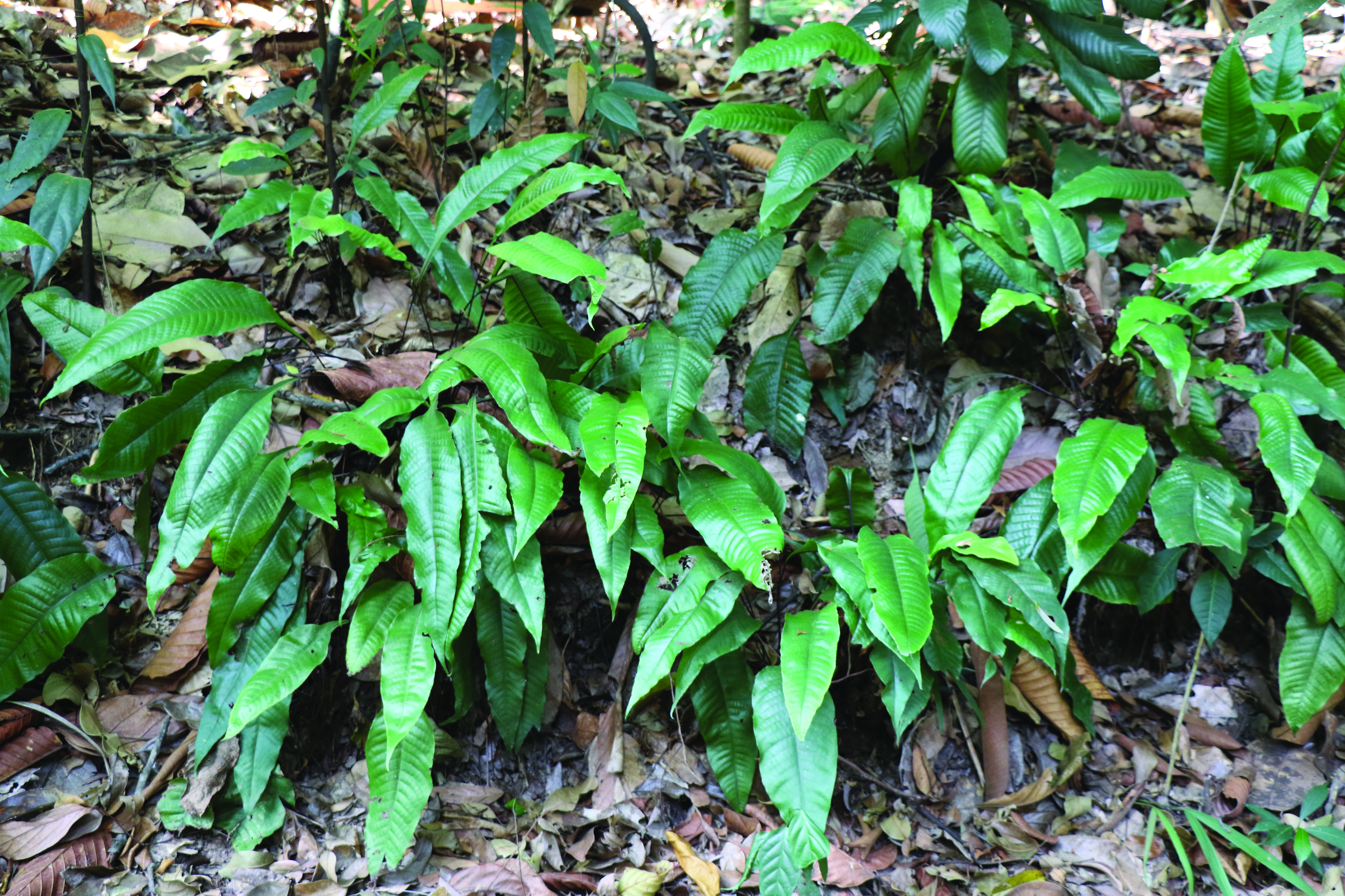 Tectaria singaporiana