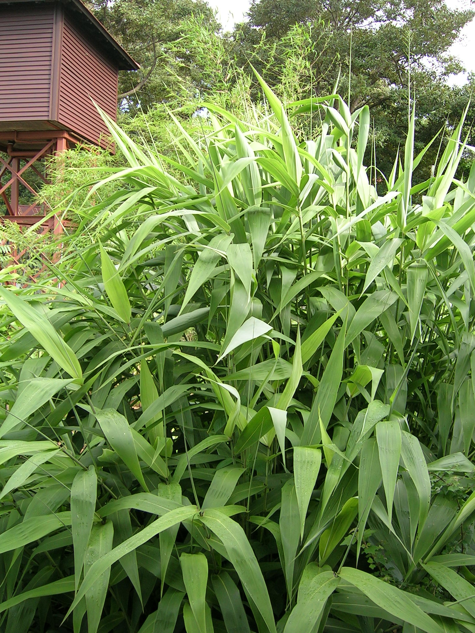 Thysanolaena latifolia