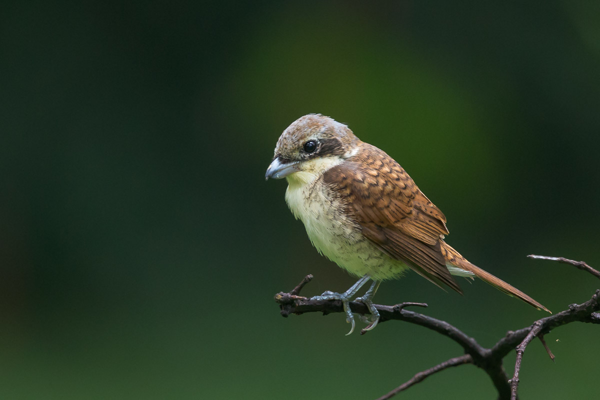 Tiger Shrike