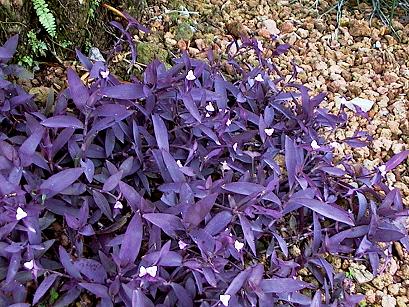 Tradescantia pallida (4)