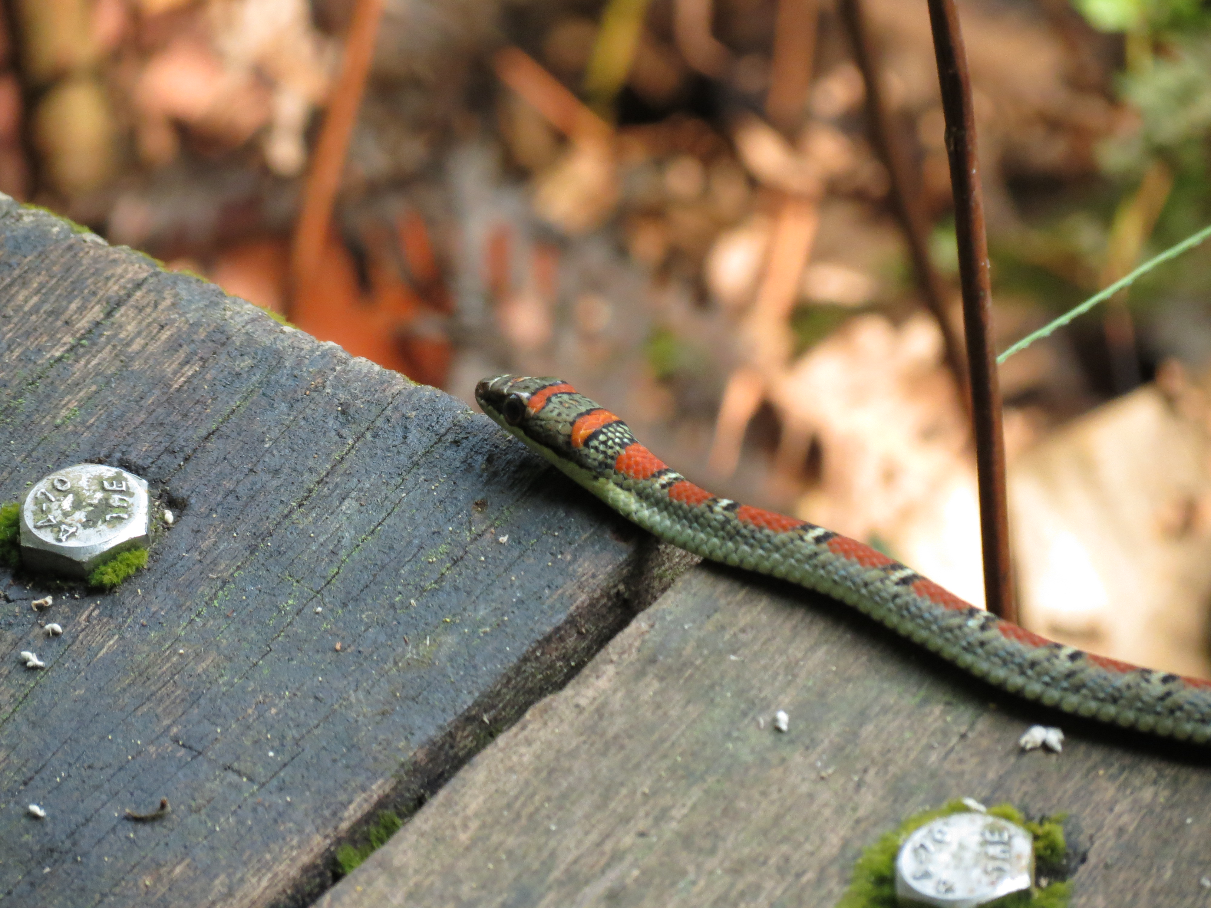 Twin-barred tree snake