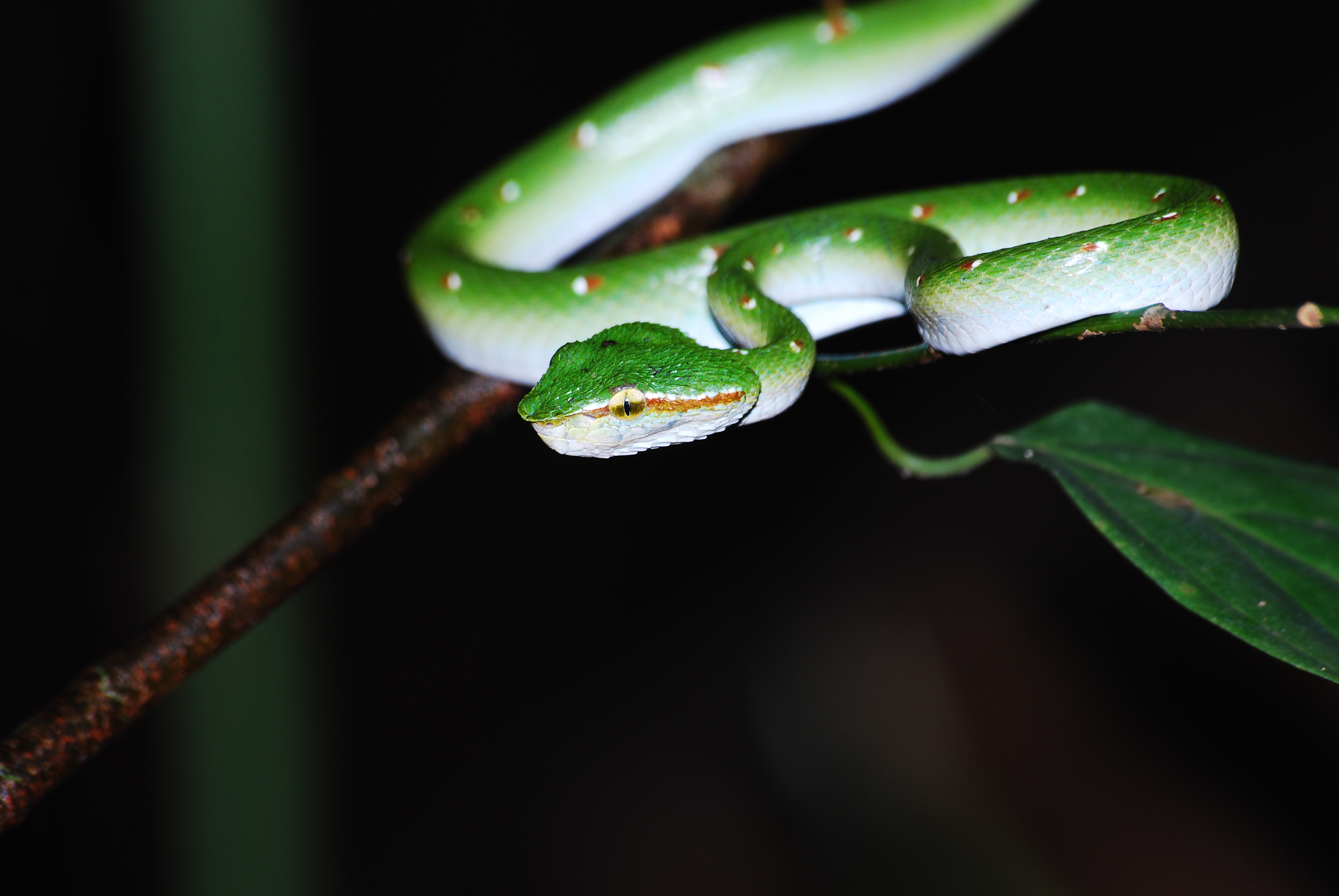 Wagler's pit viper