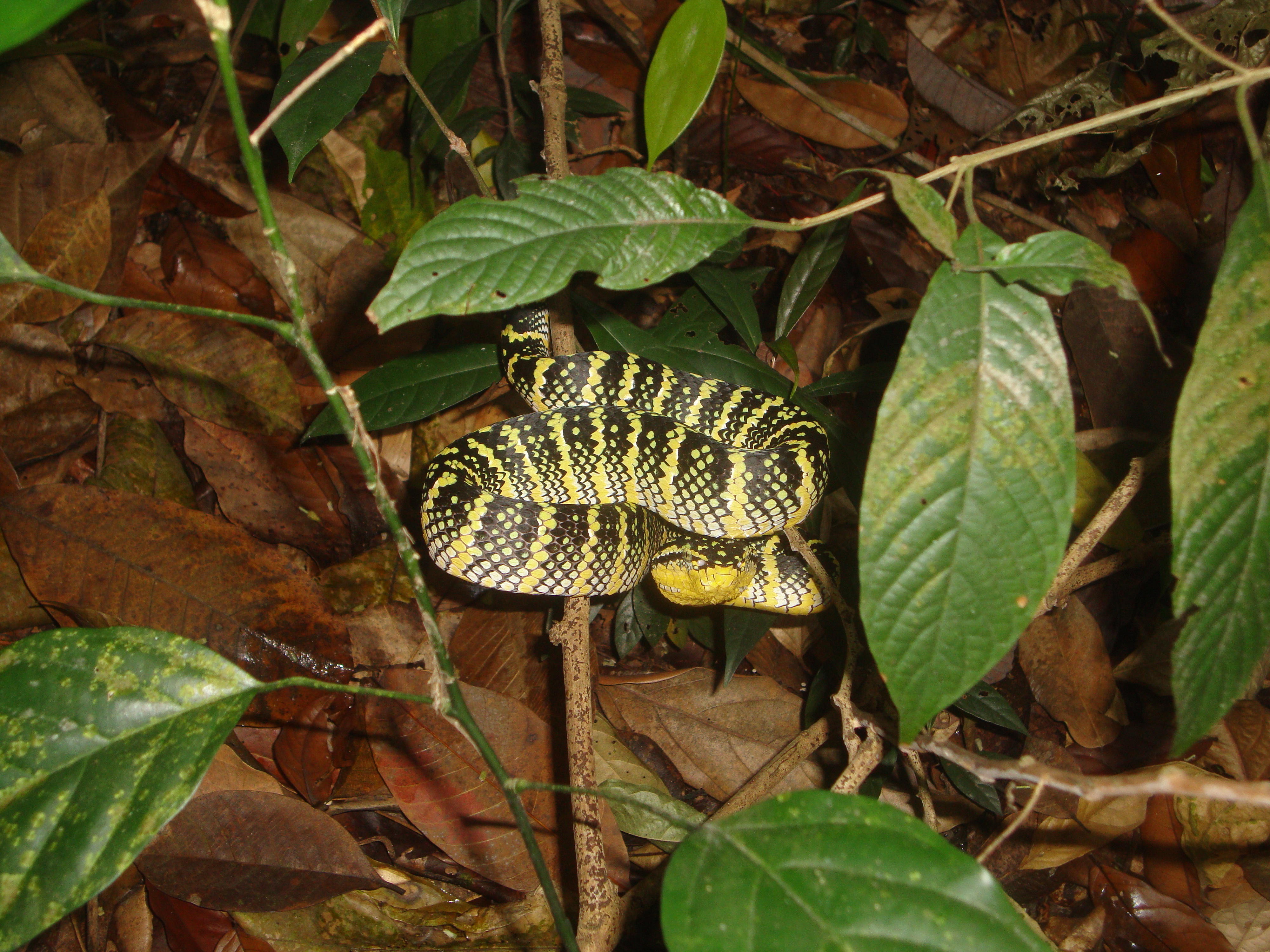 Waglers Pit VIper