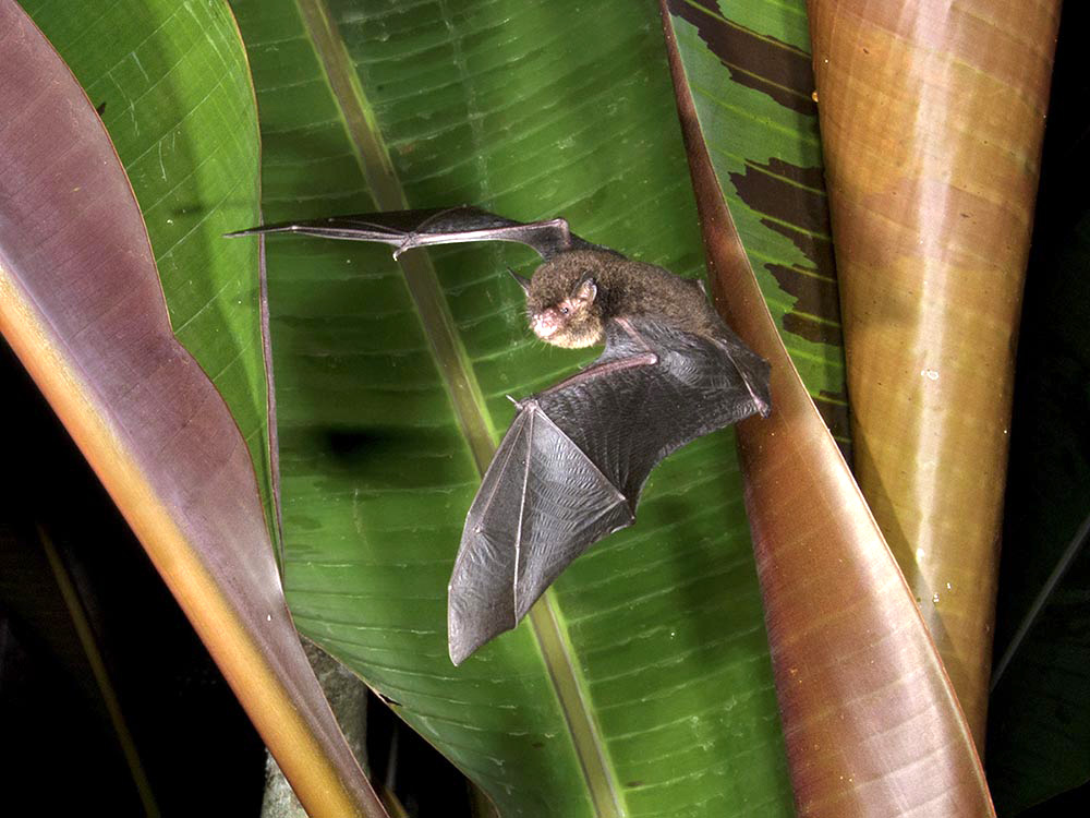 whiskered-myotis