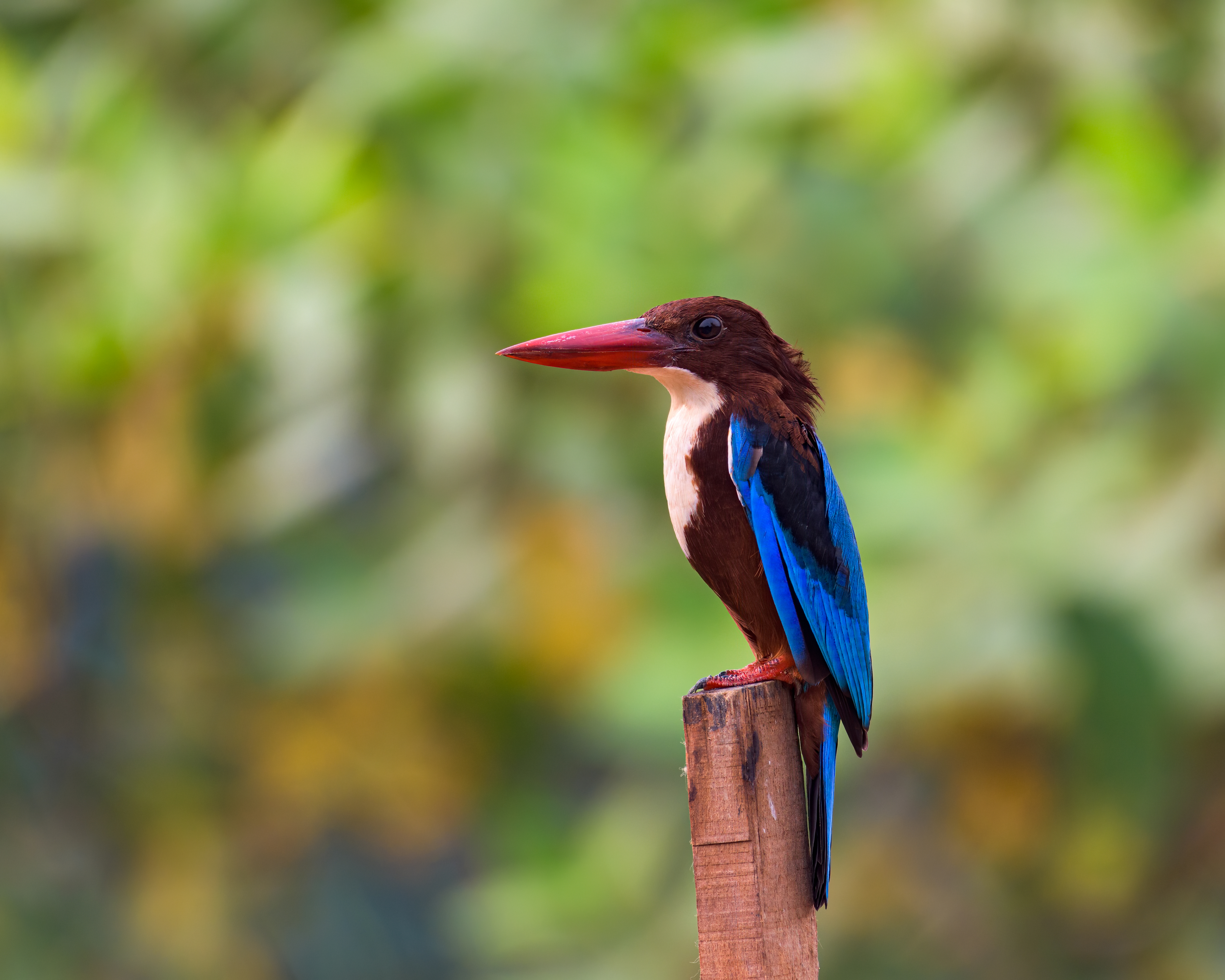 White throated kingfisheri