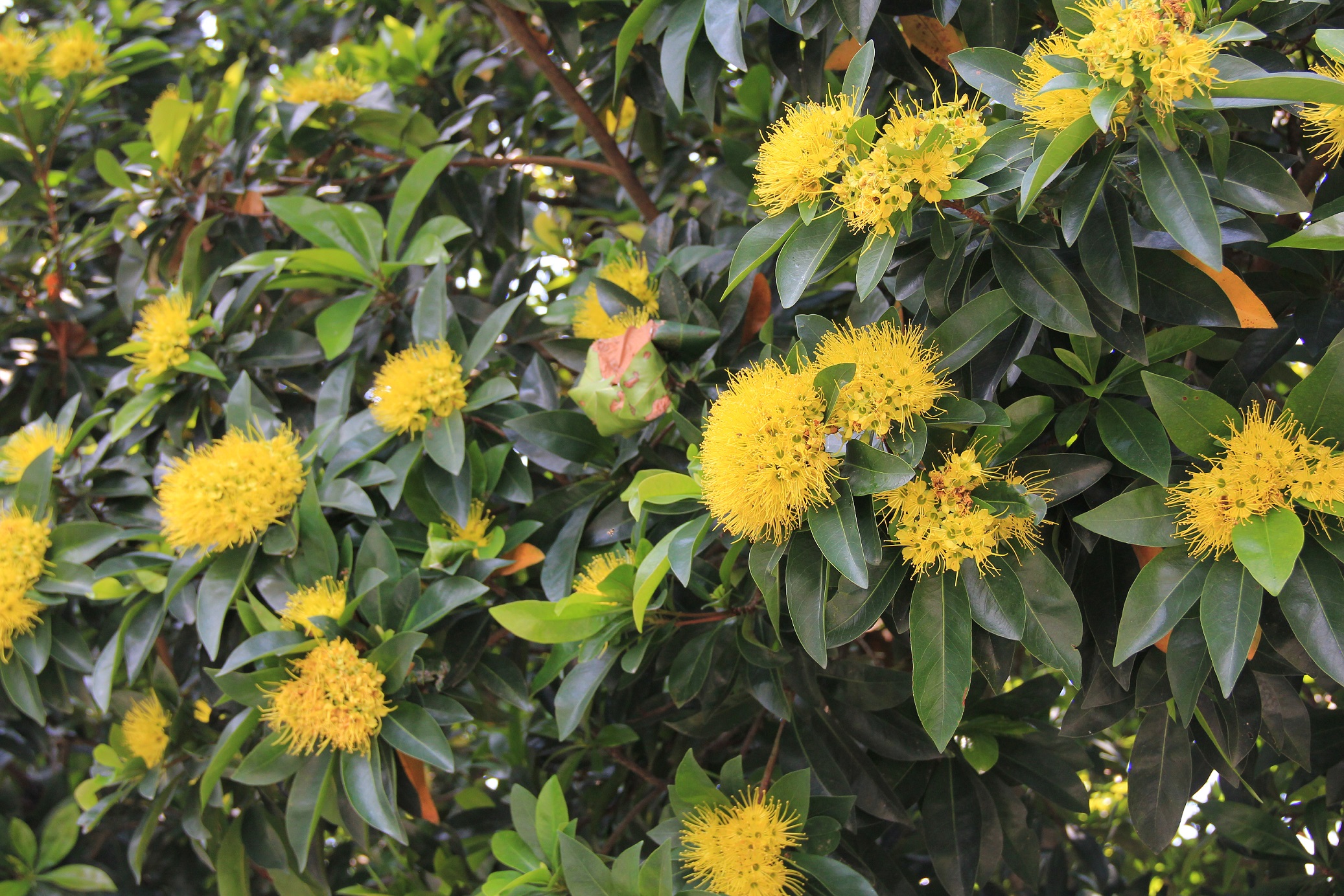 Xanthostemon chrysanthus_ 1_ Shi Biying