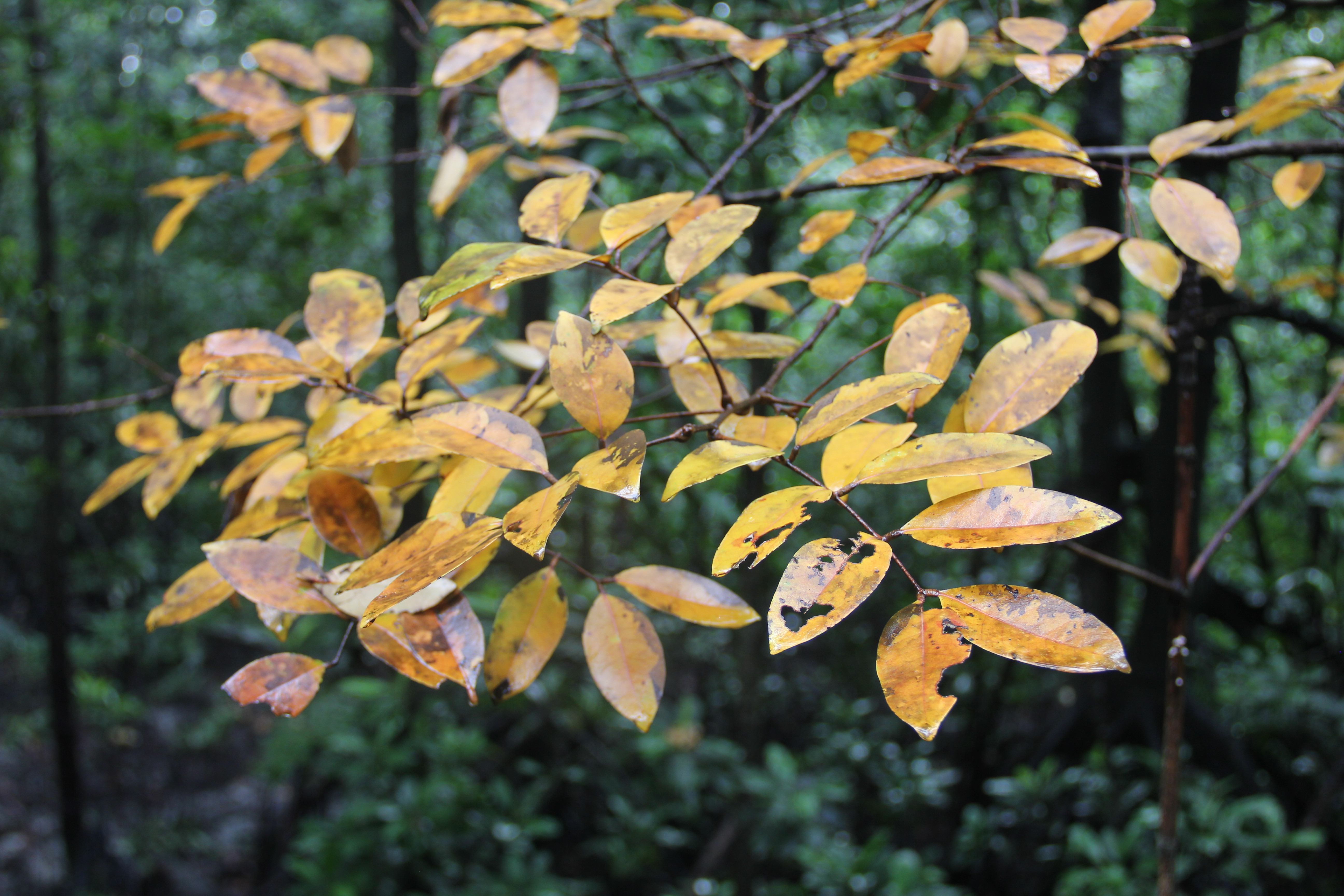 Xylocarpus_moluccensis_Pauline_Tay