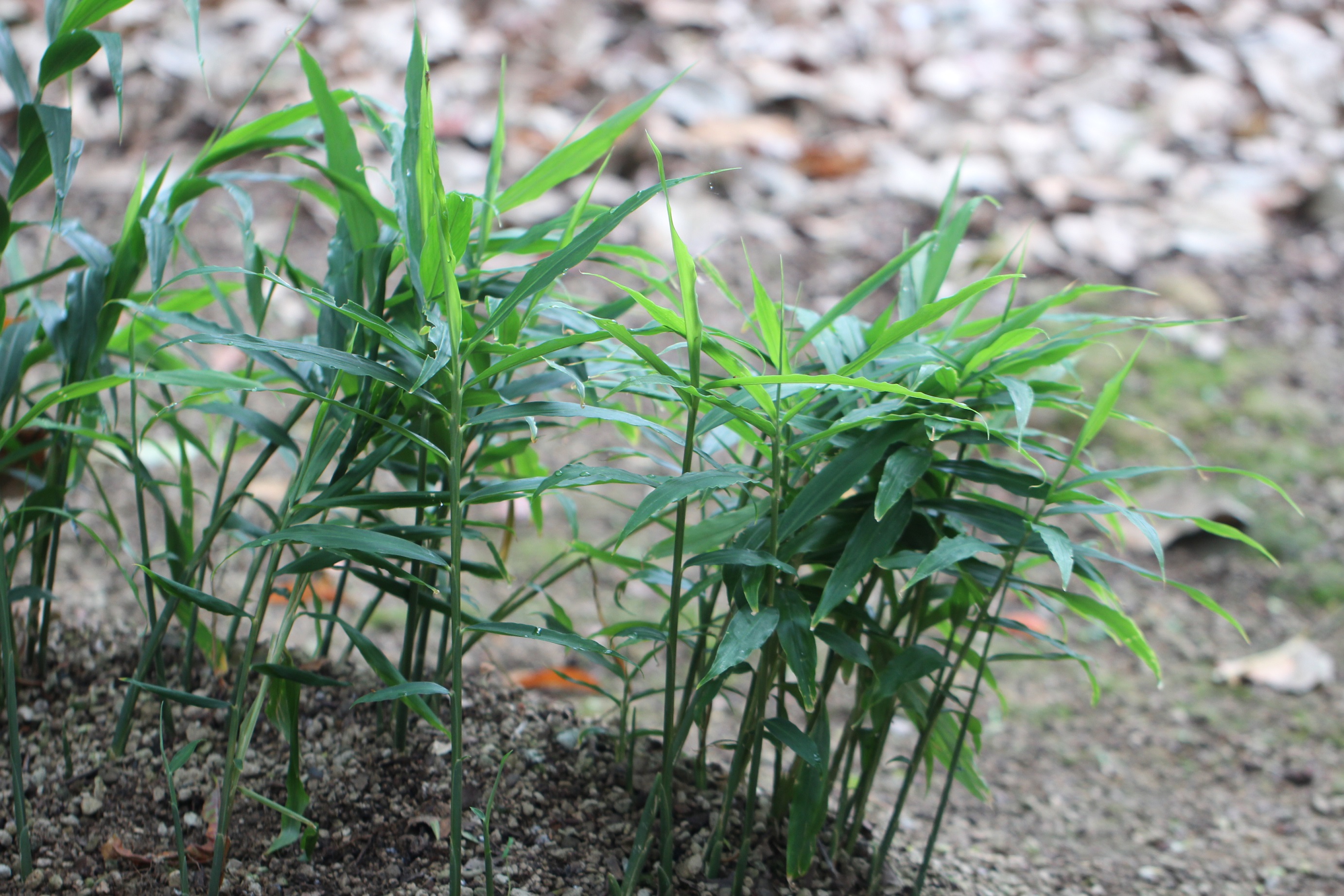 Zingiber officinale_ Shi Biying_ foliage
