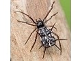 Arachnida - Spiders