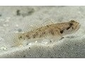 Freshwater Fish