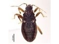 Hemiptera - Freshwater Aquatic Bugs