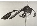 Hymenoptera - Wasps