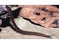 Miscellaneous Arthropoda and Onychophora