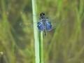 Odonata - Dragonflies and Damselflies
