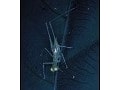 Orthoptera - Crickets and Katydids