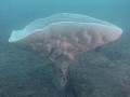Porifera - Sponges