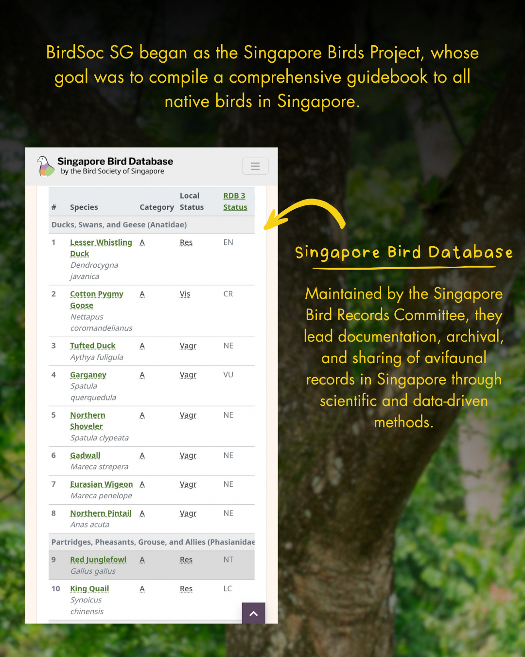Bird Society conservation activities and community engagement