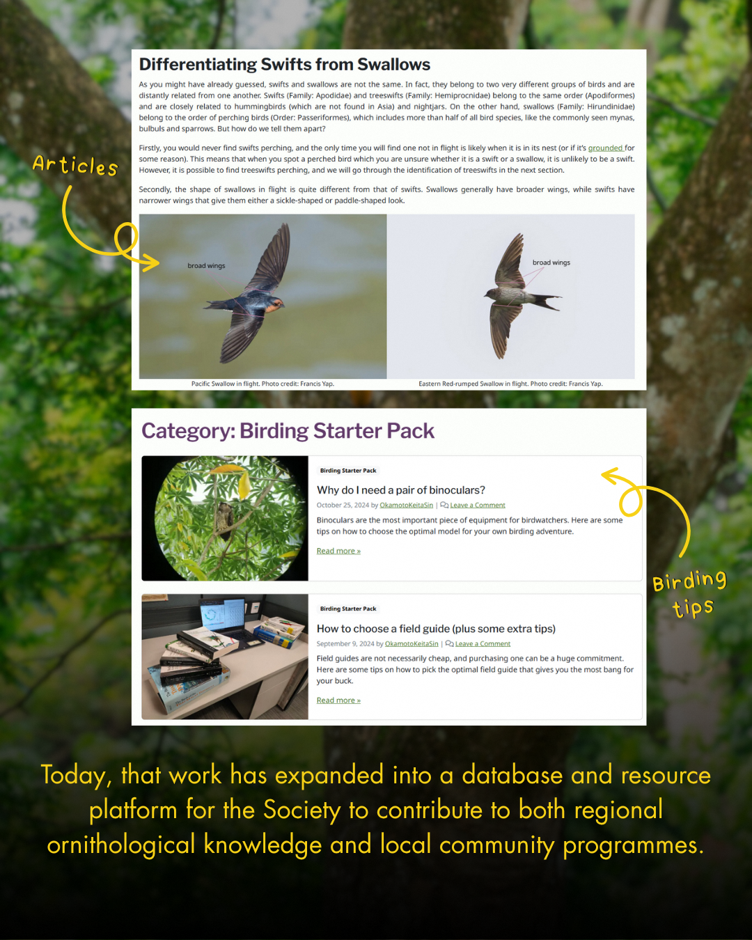 Bird identification and nature education programs