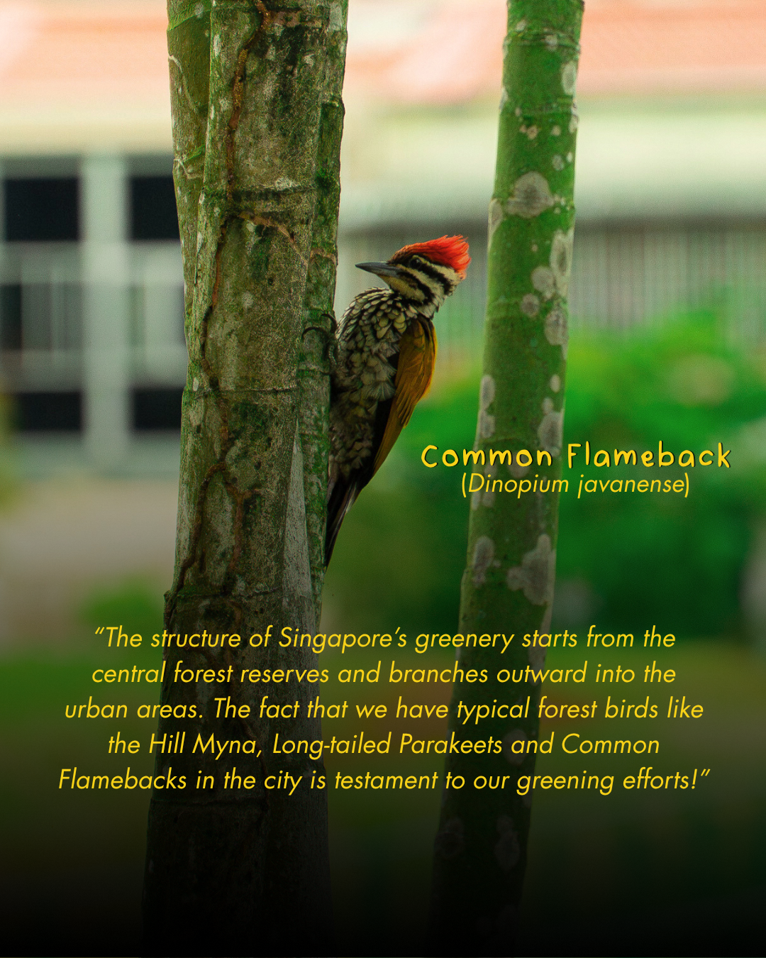 Nature reserves and housing estate bird diversity