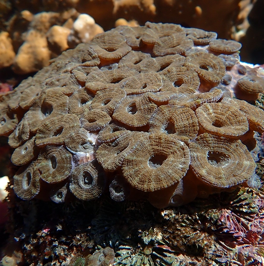 A stony coral being cultivated in a coral culture facility
