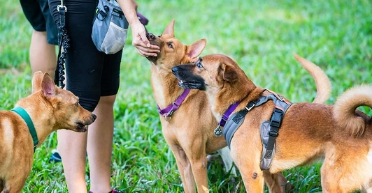 Dog training