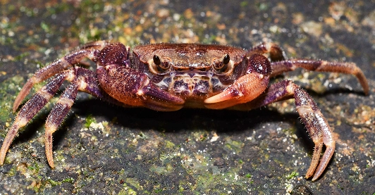 A Singapore Freshwater Crab