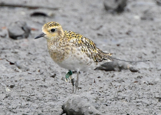 Pacific Golden Plover bird
