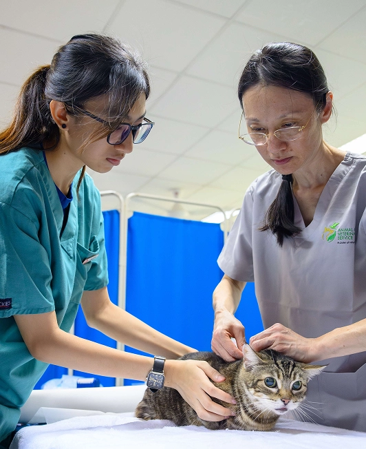 Veterinarians with cat