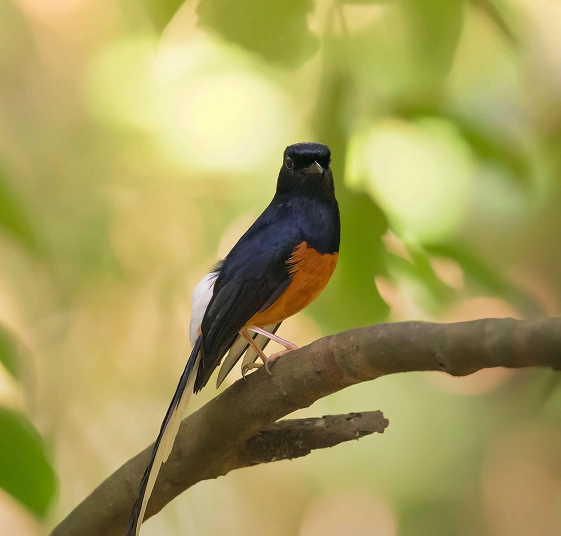White-rumped Shama bird