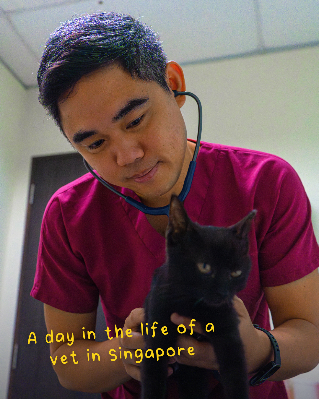 Cat Management Framework implementation and pet cat licensing process