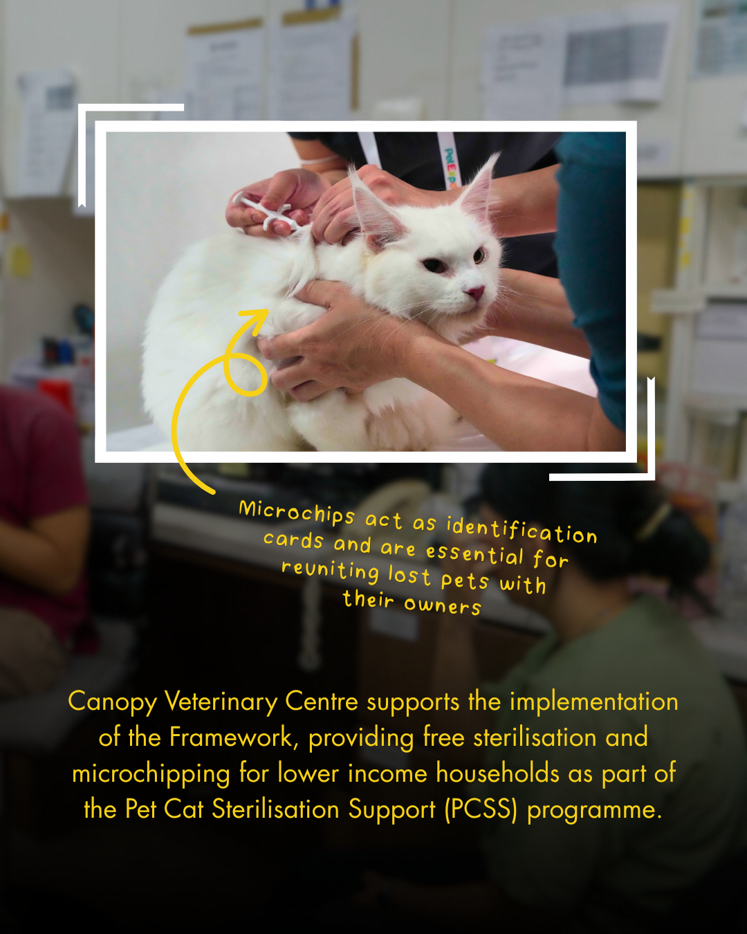 Pet sector regulation and industry development
