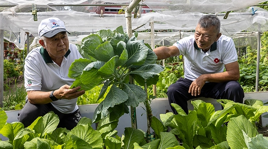 Two men in community garden with leafy green plants