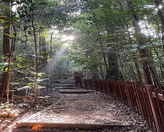 Bukit Timah Forest Dynamics Plot boardwalk