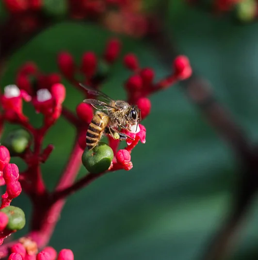 Bee pollinating red flowers